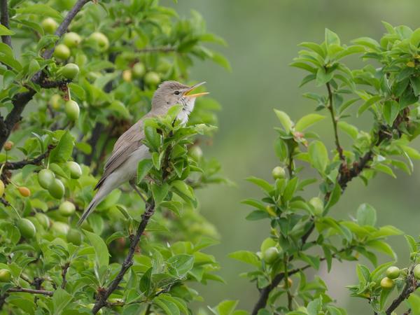 <h3>Iduna&nbsp;pallida / Eastern&nbsp;olivaceous&nbsp;warbler / Oostelijke&nbsp;vale&nbsp;spotvogel</h3>OM-1 Mark II met OLYMPUS M.150-400mm F4.5, 1/2000 sec  bij F4.5, ISO 1250, afstand 16.8&nbsp;m